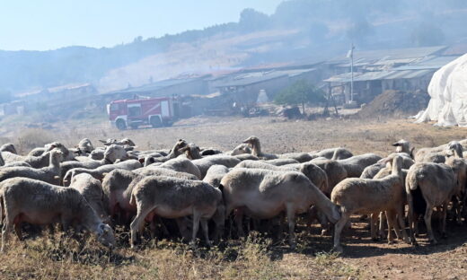 ΦΩΤΟΓΡΑΦΙΑ ΑΡΧΕΙΟΥ