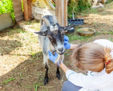 Young veterinarian woman with stethoscope holding and examining goat on ranch