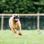 Large dangerous dog at large in the park