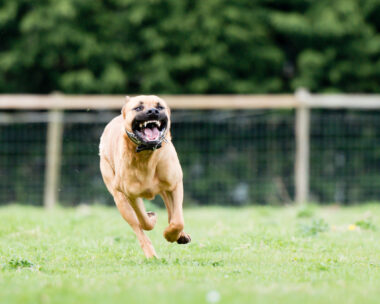 Large dangerous dog at large in the park