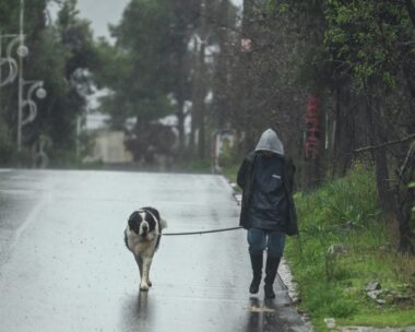 (ΜΙΧΑΛΗΣ ΚΑΡΑΓΙΑΝΝΗΣ