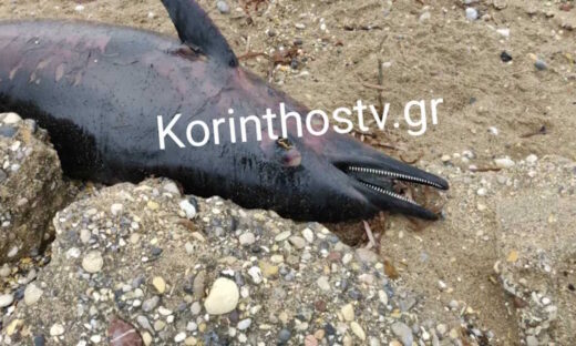 Το δελφίνι που ξεβράστηκε νεκρό σε παραλία της Κορινθίας