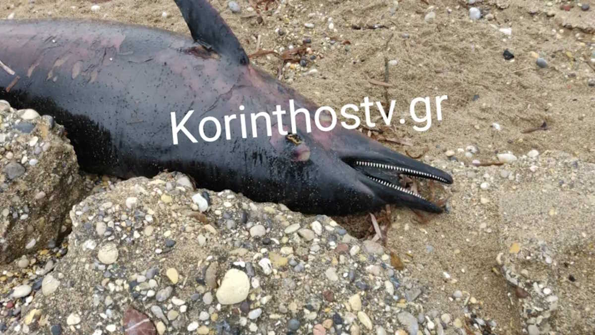 Το δελφίνι που ξεβράστηκε νεκρό σε παραλία της Κορινθίας
