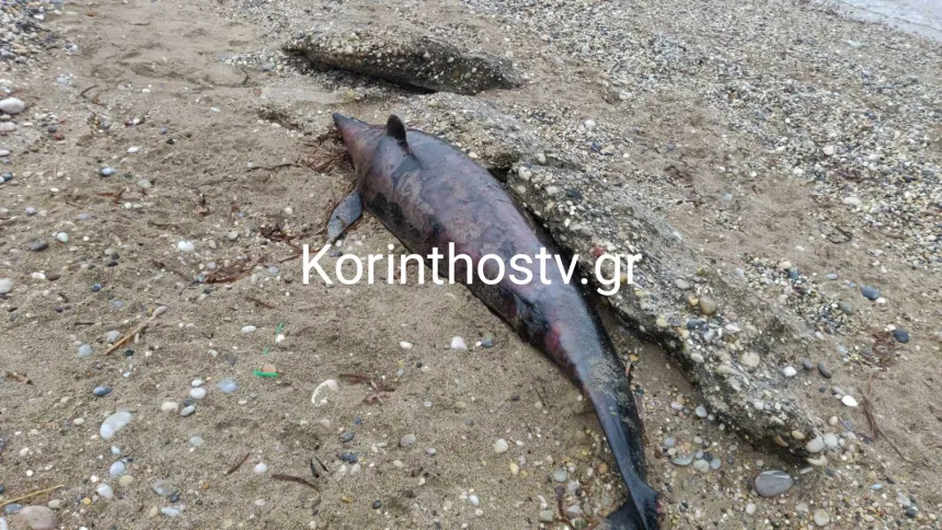 Το δελφίνι που ξεβράστηκε νεκρό σε παραλία της Κορινθίας
