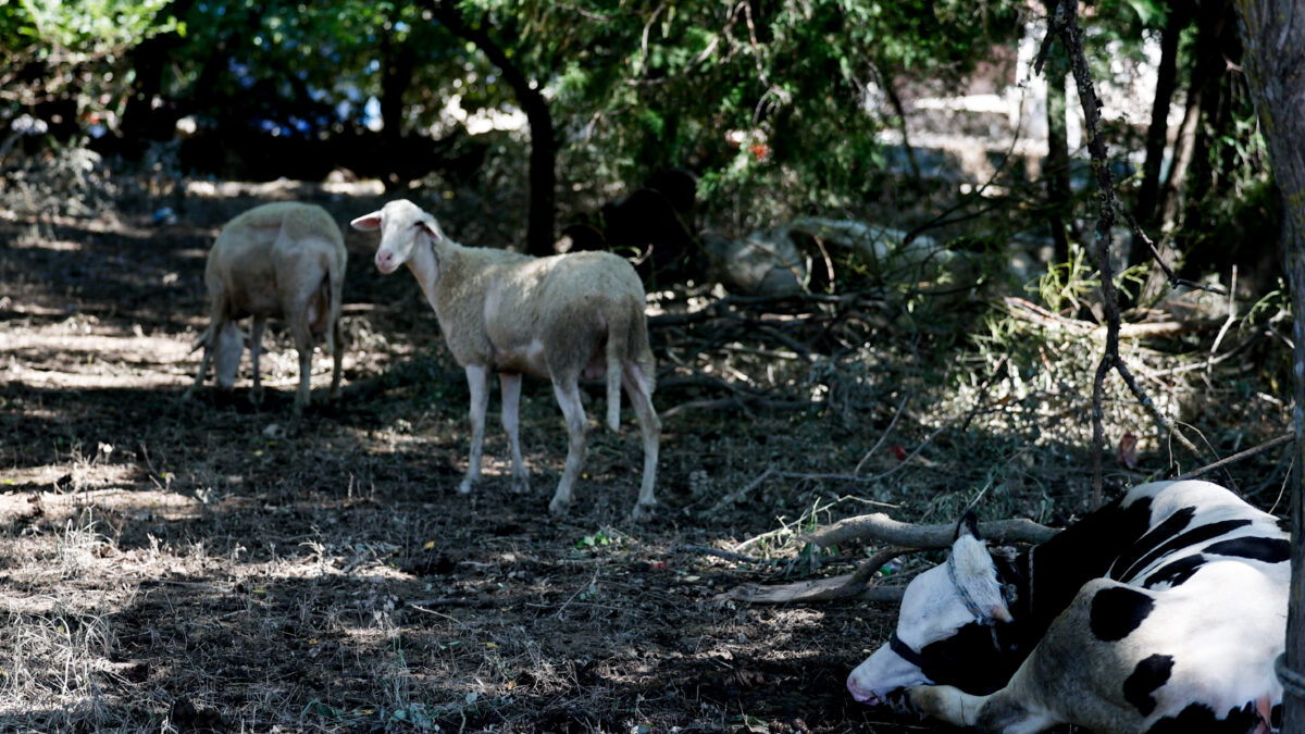 Αγελάδα και πρόβατα σε φάρμα