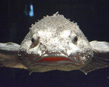 blobfish
