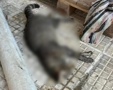 Μία από τις γάτες που δηλητηριάστηκαν στη Θεσσαλονίκη
