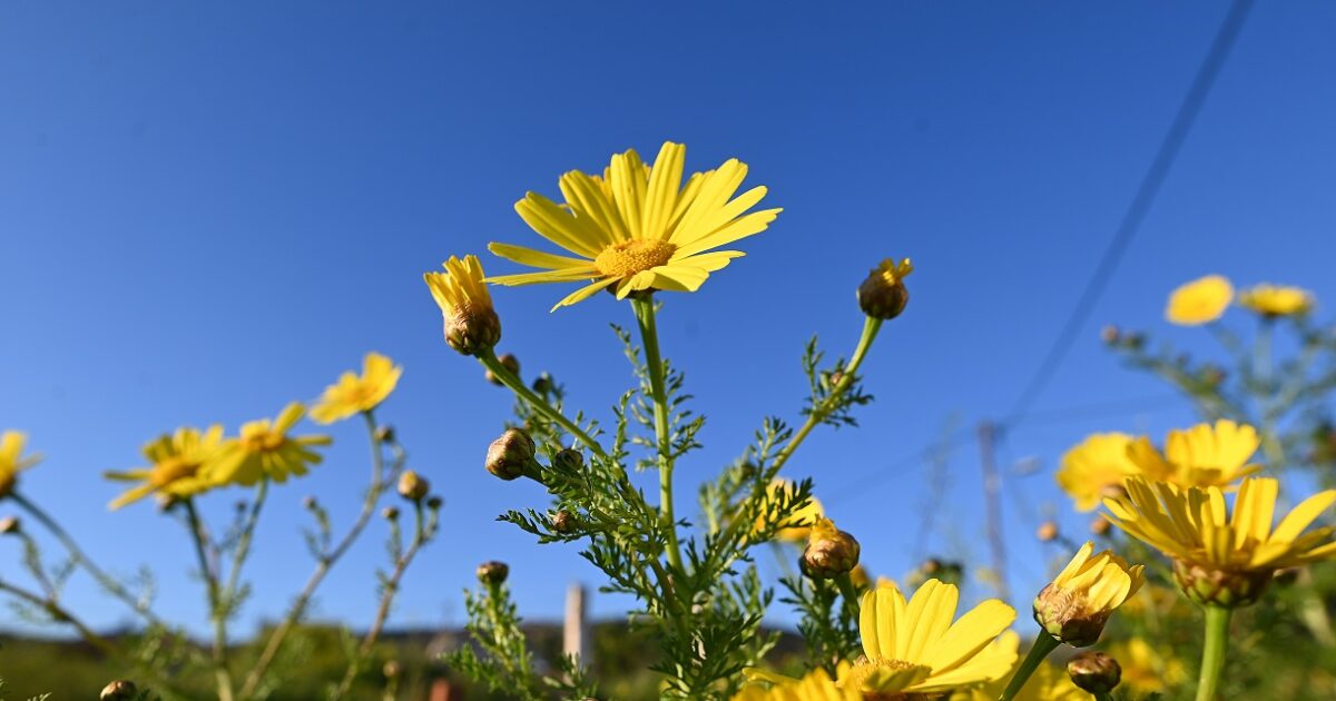 Weather today: Spring setting with temperatures that will reach 19 degrees
