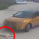 Οδηγός προσπάθησε να περάσει πάνω από σκύλο