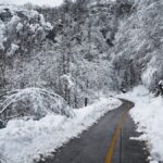 χιονισμένο δάσος
