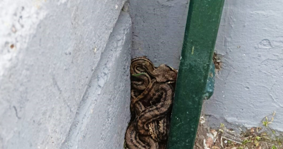 Snake at school in Patisia – is a Lafiatis and is the largest reptile living in Greece