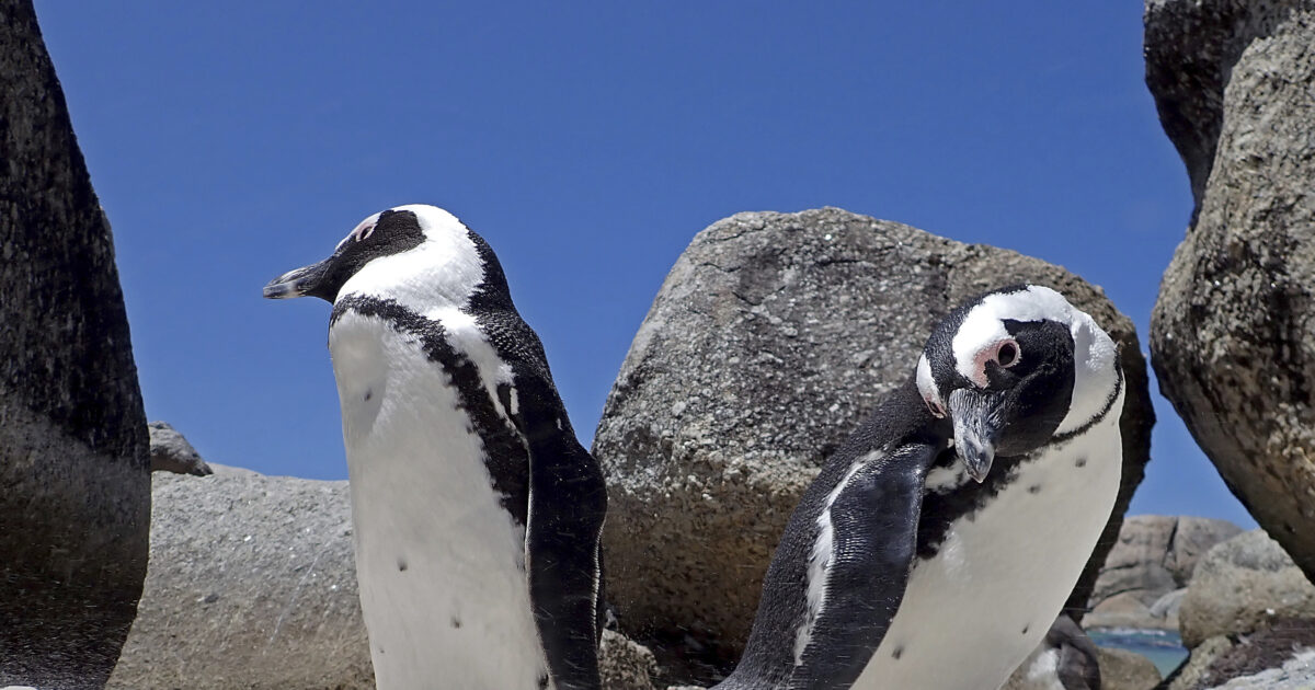 Penguin caused a helicopter crash in South Africa – the timing of the incredible accident