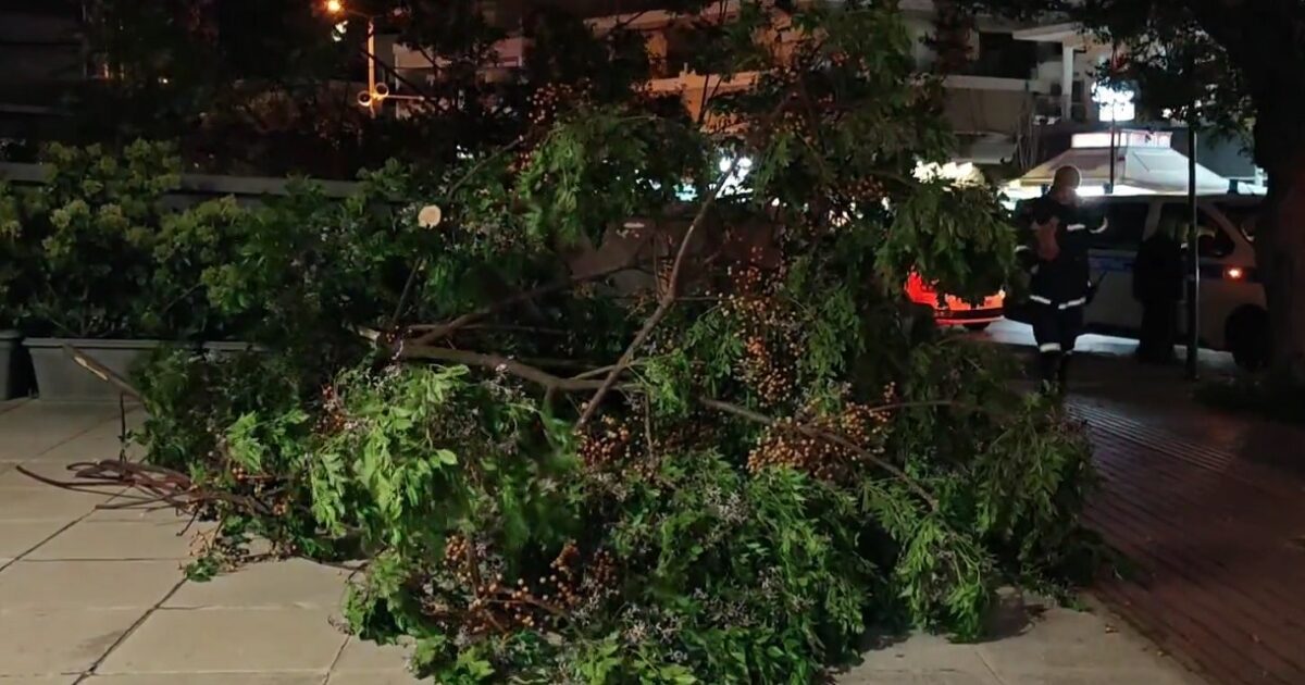 Weather: fallen trees due to stormy winds in Attica