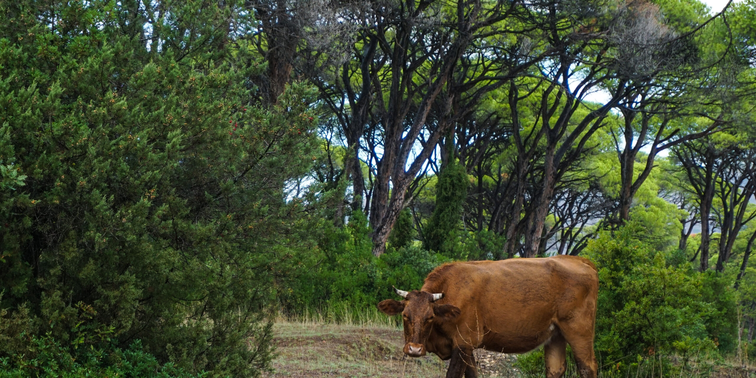 Το γεγονός αυτό προκάλεσε τη μαζική σφαγή βοοειδών