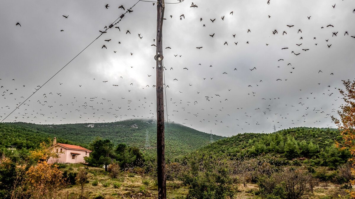 Πουλιά