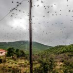 Πουλιά