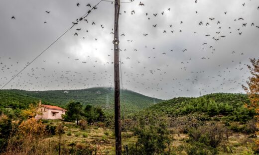 Πουλιά