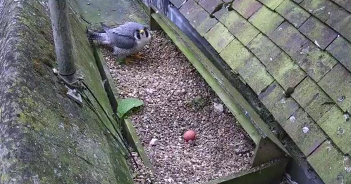 Britain: A rage for the unknown who broke the hawk eggs in their nest in livestream transmission