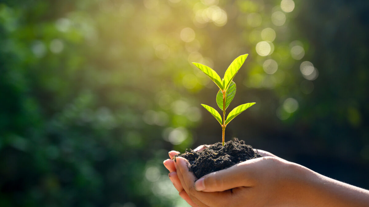 In the hands of trees growing seedlings. Bokeh green Background Female hand holding tree on nature field grass Forest conservation concept