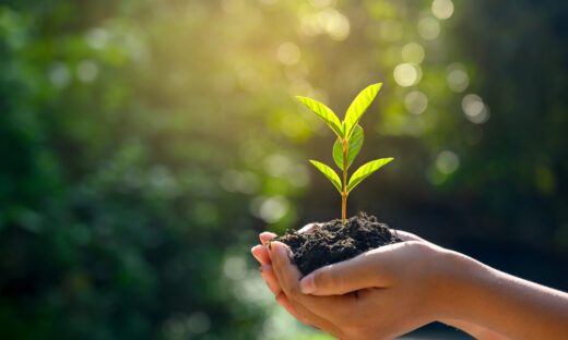 In the hands of trees growing seedlings. Bokeh green Background Female hand holding tree on nature field grass Forest conservation concept