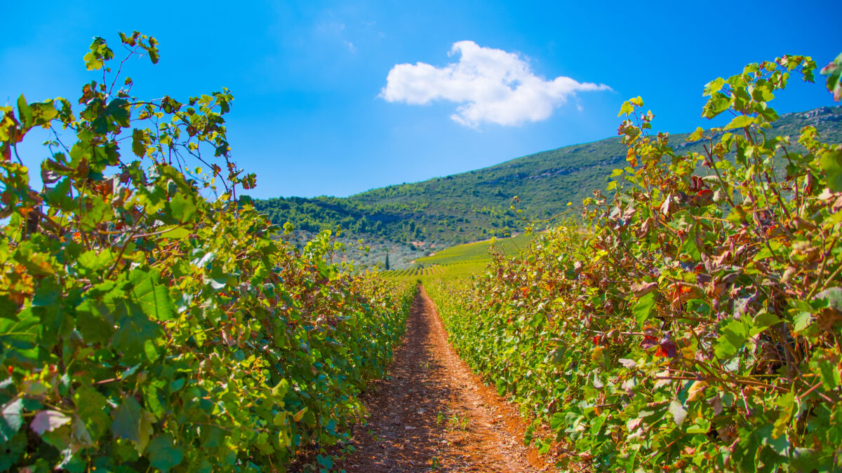 Vineyard rows with juicy grapes ready to be harvested