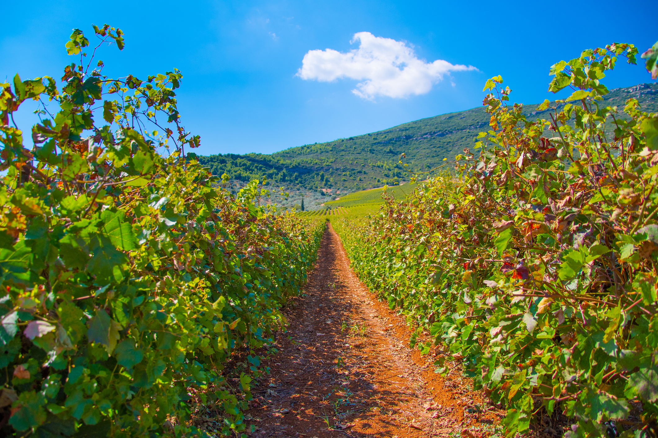Vineyard rows with juicy grapes ready to be harvested