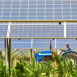 Farmers in solar photovoltaic districts are harvesting rice