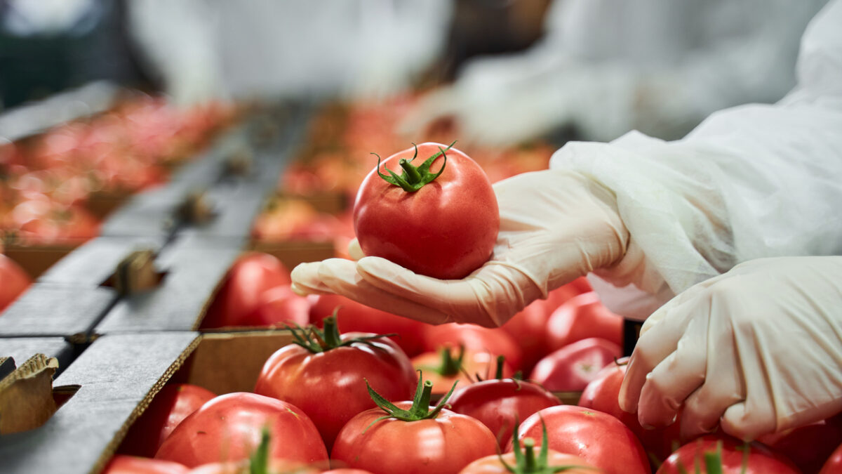 Worker in latex gloves inspecting a red tomato