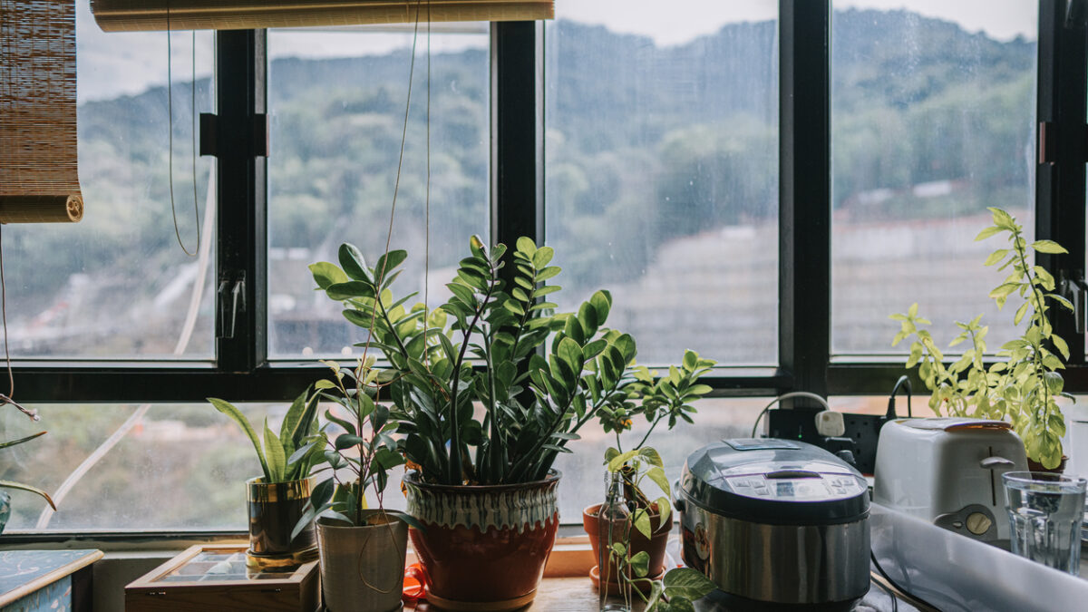 house plant in front of window in apartment