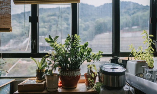 house plant in front of window in apartment