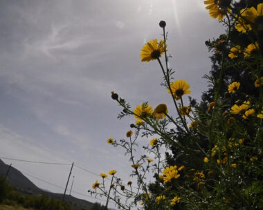Ανθισμένα λουλούδια
