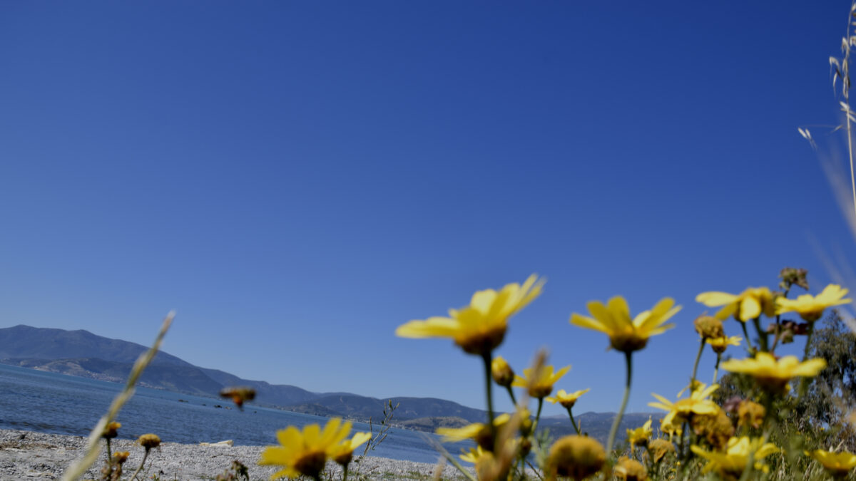 Μαργαρίτες δίπλα στην παραλία