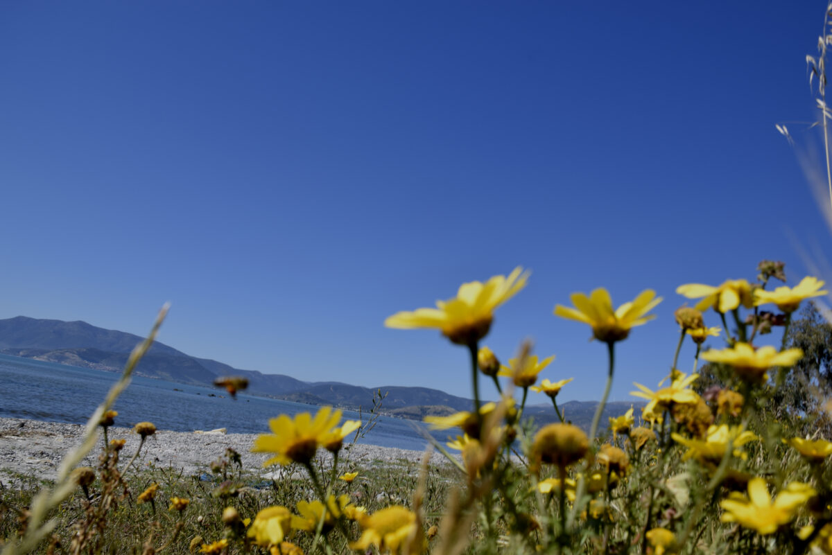 Μαργαρίτες δίπλα στην παραλία