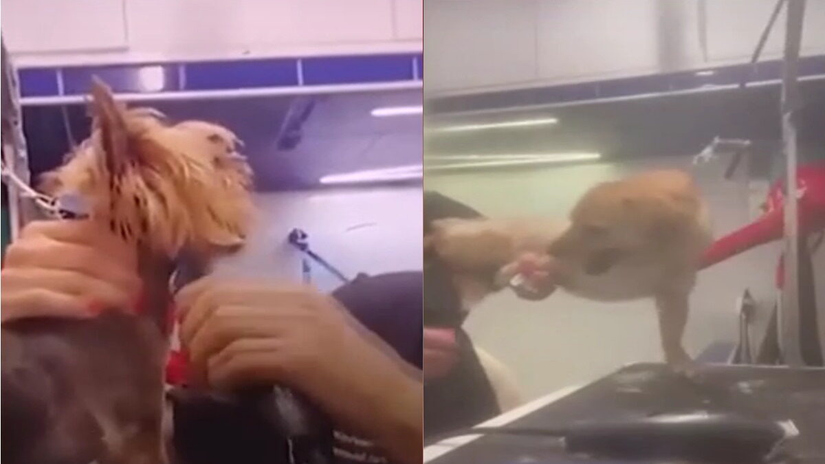 Πλάνα από το βίντεο όπου καταγράφεται η groomer