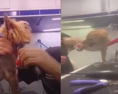 Πλάνα από το βίντεο όπου καταγράφεται η groomer