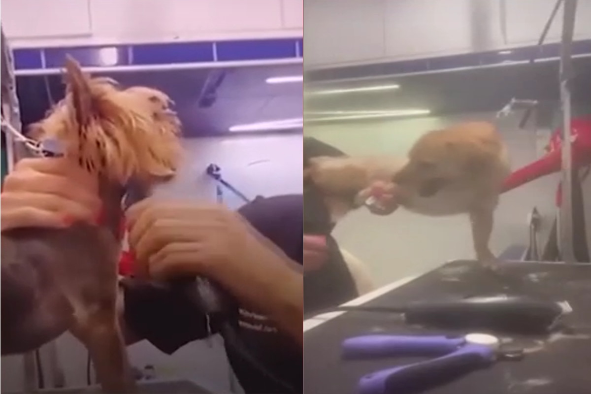 Πλάνα από το βίντεο όπου καταγράφεται η groomer