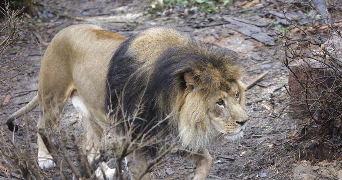Tragedy in Kenya: A 14 -year -old dead after a lion attack