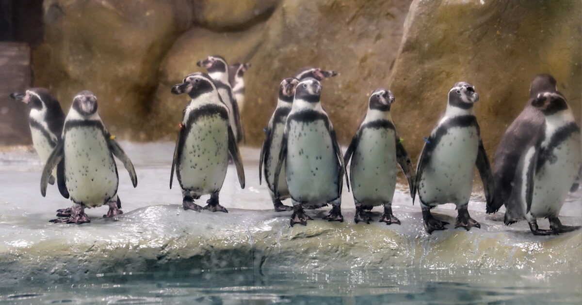 Donald Trump imposed 10% duties even on islands that only live penguins