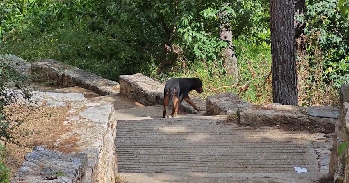 They gave up 7 large dogs in the Pagrati Grove on the Day of World Animal Day