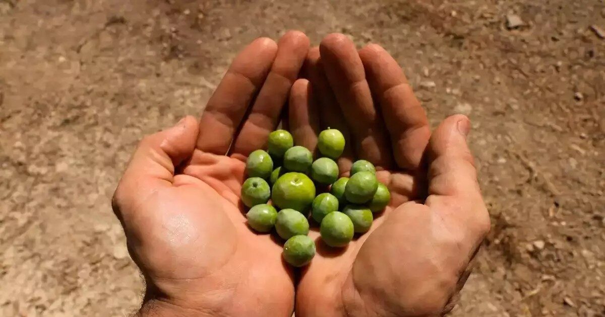 In a key role olives and oil for Greek exports in the US