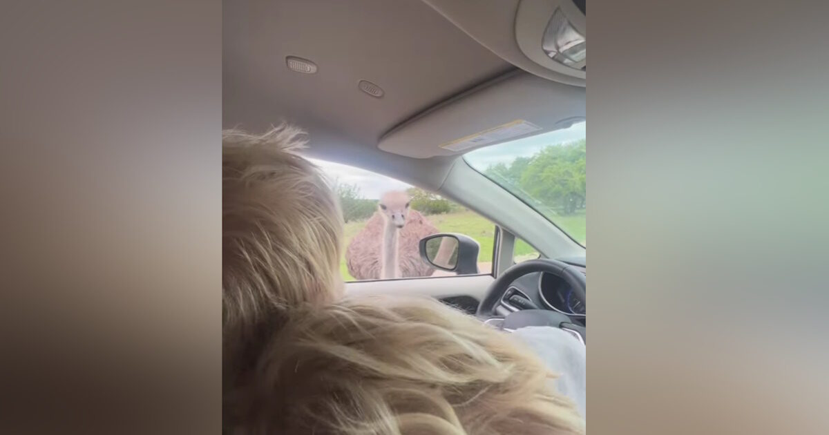 Boris Johnson: Bite him ostrich and started screaming – video with the funny incident