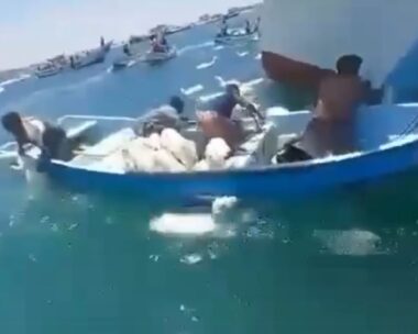 Χιλιάδες πρόβατα βρέθηκαν στη θαλάσσα