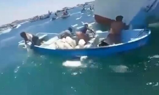Χιλιάδες πρόβατα βρέθηκαν στη θαλάσσα