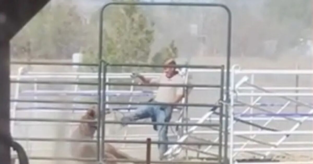 USA: A rage for a veterinarian who kicked a horse in the head – after the sham, his traces disappeared