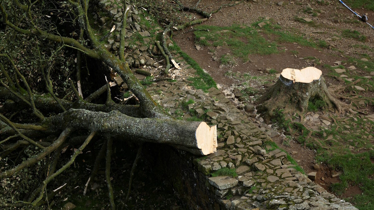 Γενική εικόνα του δέντρου Sycamore Gap που κόπηκε, στο Northumberland