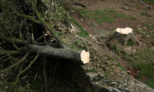 Γενική εικόνα του δέντρου Sycamore Gap που κόπηκε, στο Northumberland