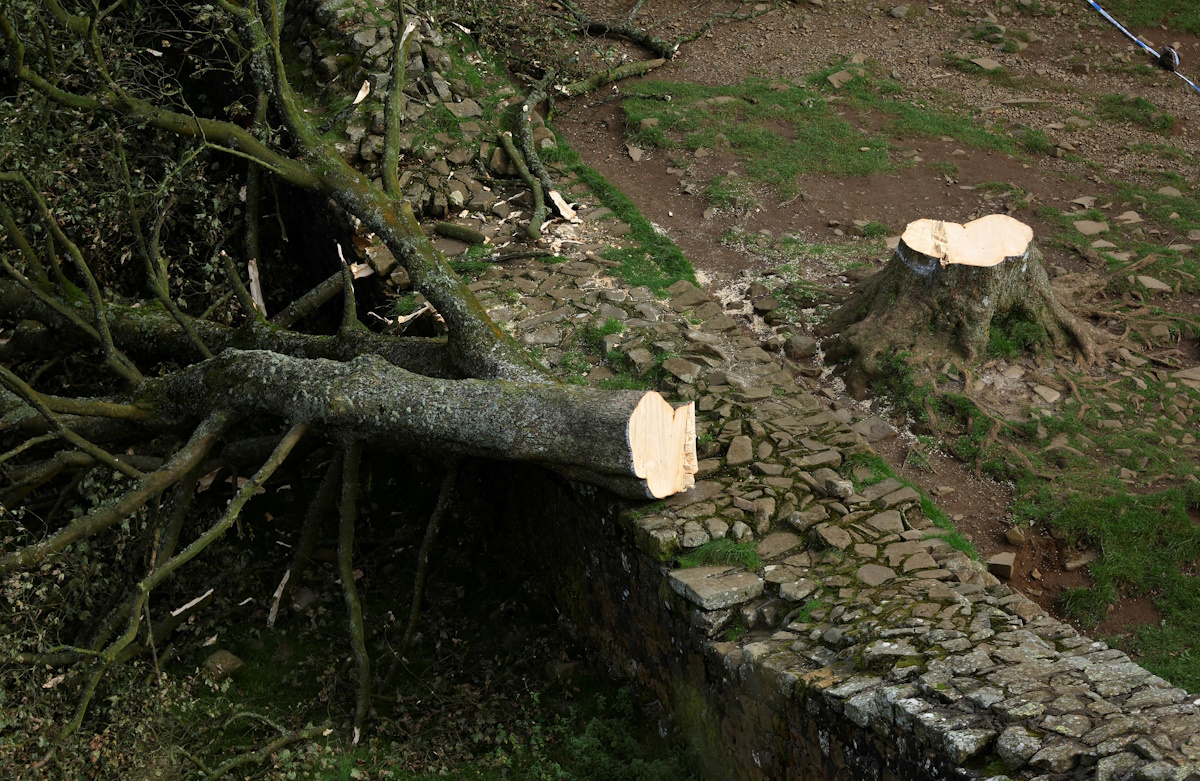Γενική εικόνα του δέντρου Sycamore Gap που κόπηκε, στο Northumberland