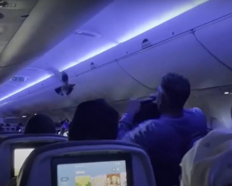 ΗΠΑ: Πανικός σε πτήση της Delta – Περιστέρια «μπούκαραν» στο αεροπλάνο, ούρλιαζαν επιβάτες