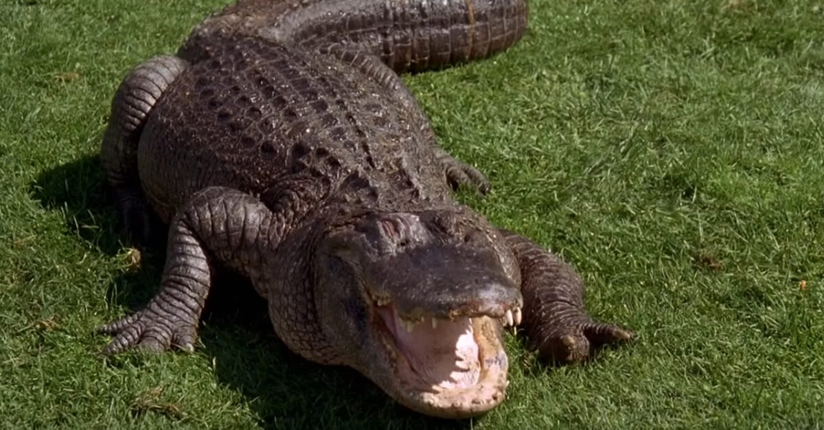 Καρέ από την ταινία «Happy Gilmore»