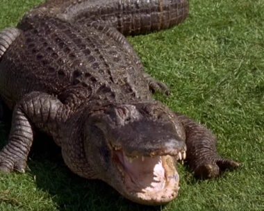 Καρέ από την ταινία «Happy Gilmore»